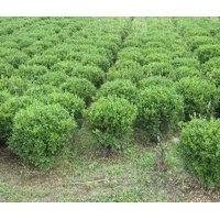 江蘇小葉黃楊基地直銷