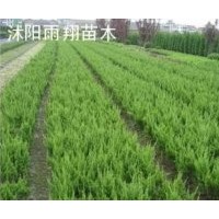 江蘇龍柏基地供龍柏