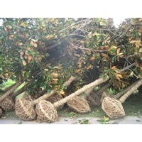 供應(yīng)綠化苗木