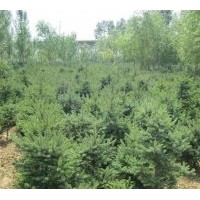 出售云杉、杜松、油松、樟子松、丁香、榆葉梅