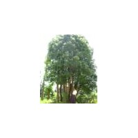 湖南香樟非凡園林——香樟正在熱銷中