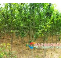 供應(yīng)西府海棠，垂絲海棠，木瓜海棠，貼梗海棠等海棠苗木