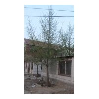 實(shí)生銀杏樹供應(yīng)