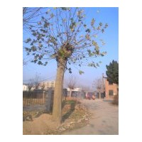 大量出售國槐，法桐，合歡