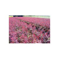 供應(yīng)蜀檜.金葉女貞.紅葉小檗.龍柏.黃楊