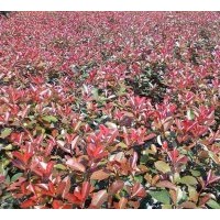 出售紅葉石楠球