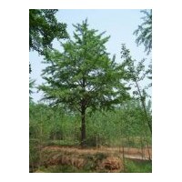 提供2011銀杏樹行情咨詢