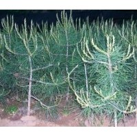 出售70-100公分營養(yǎng)缽白皮松 急急?。?！