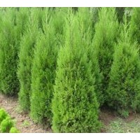 供應(yīng)紅瑞木、紫薇、紫荊、紫葉李、紅楓、紫葉桃