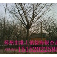 出售嫁接銀杏樹