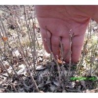 出售側(cè)柏 . 紅花王子. 水蠟.