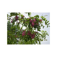 山東毛白楊 、金葉榆大規(guī)模種植基地