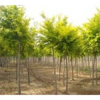 供應(yīng)金葉榆