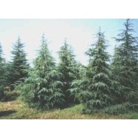 基地銷售籽播雪松 紅葉石楠球 紫薇