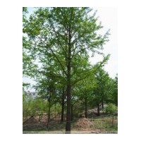 出售30公分銀杏實(shí)生樹