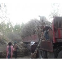 實生嫁接各種規(guī)格銀杏樹