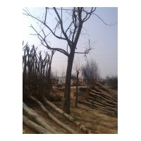 長(zhǎng)期供應(yīng)國(guó)槐、法桐、合歡、椿樹(shù)