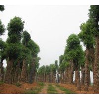 供應(yīng)移栽香樟品種豐富,規(guī)格大