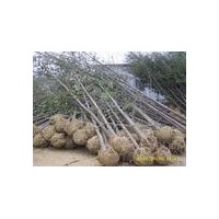 專供2-80公分銀杏實(shí)生苗、嫁接苗