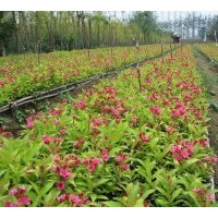 供紅王子錦帶 塔柏.蜀檜.北京檜.灑金柏.雪松.龍柏.側(cè)柏