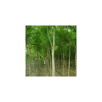 特供山西國槐柳樹，側(cè)柏容器苗