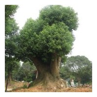 移栽香樟ˉ移植香泡等系列苗木的、價(jià)格、規(guī)格、信息