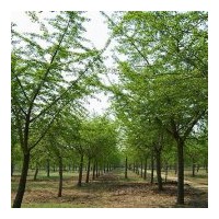 長期大量供應(yīng)各種規(guī)格的銀杏綠化用苗