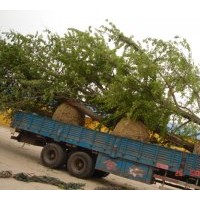 專業(yè)供應銀杏樹 大小規(guī)格不限