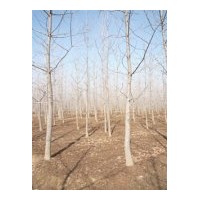 主要經營銀杏苗木、銀杏葉、銀杏果、銀杏茶葉、銀杏盆景