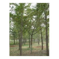 本基地有大量銀杏樹現(xiàn)貨供應，歡迎新老客戶光臨！