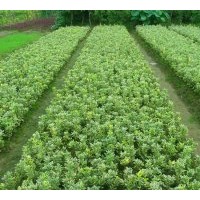 供應(yīng)綠籬類：小葉黃楊，大葉黃楊，金邊黃楊，金葉瓜子黃楊，玉邊