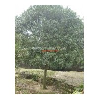 產品有紫薇、桂花、銀杏、廣玉蘭，紅葉李、紅繼木等