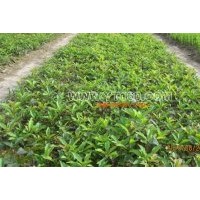 供榆葉梅 銀中楊、新疆楊、小城黑、山新楊、鉆俄、白樺、水曲柳