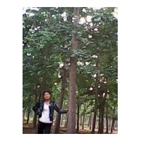 出售15-25公分銀杏樹