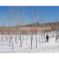 出售水曲柳 紅豆杉 冷杉等綠化苗木