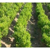 供應(yīng)小葉黃楊，大葉黃楊，金邊黃楊，金葉瓜子黃楊，玉邊黃楊