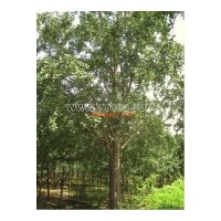 專業(yè)從事銀杏苗木培育，并承接園林綠化設(shè)計(jì)