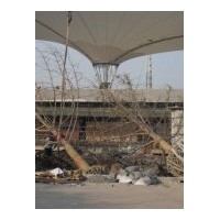 供應(yīng)各種規(guī)格的銀杏樹