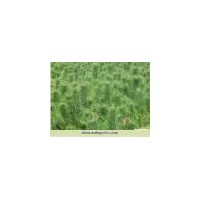 批發(fā)油松 山楂苗、白皮松、棗樹(shù)苗、桃樹(shù)苗、海棠苗