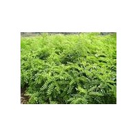 供應(yīng)國槐 冬青 松柏苗等