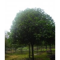 長(zhǎng)期供應(yīng)4-15CM的八月桂