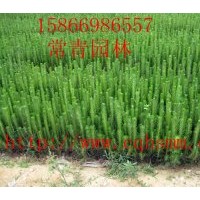 供應(yīng)【黑松苗，黑松苗木】