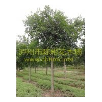 廠家直銷(xiāo)小葉榕，8公分小葉榕