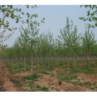 出售實生定桿一年冒造型法桐