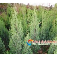 供應(yīng)北京檜柏，刺松，蜀檜,塔松，塔柏，塔檜，河南檜，西安檜