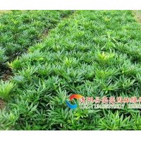 供應(yīng)細(xì)葉十大功勞，小葉十大功勞，狹葉十大功勞