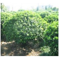 河北工程花灌木出售大葉黃楊球