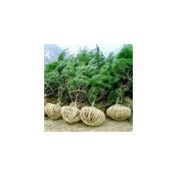供白皮松工程苗