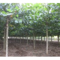 直銷法桐 黃金槐等綠化苗木