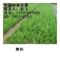 供應(yīng)側(cè)柏苗